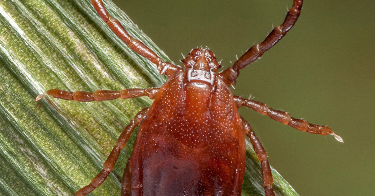 Image of Asian longhorned tick