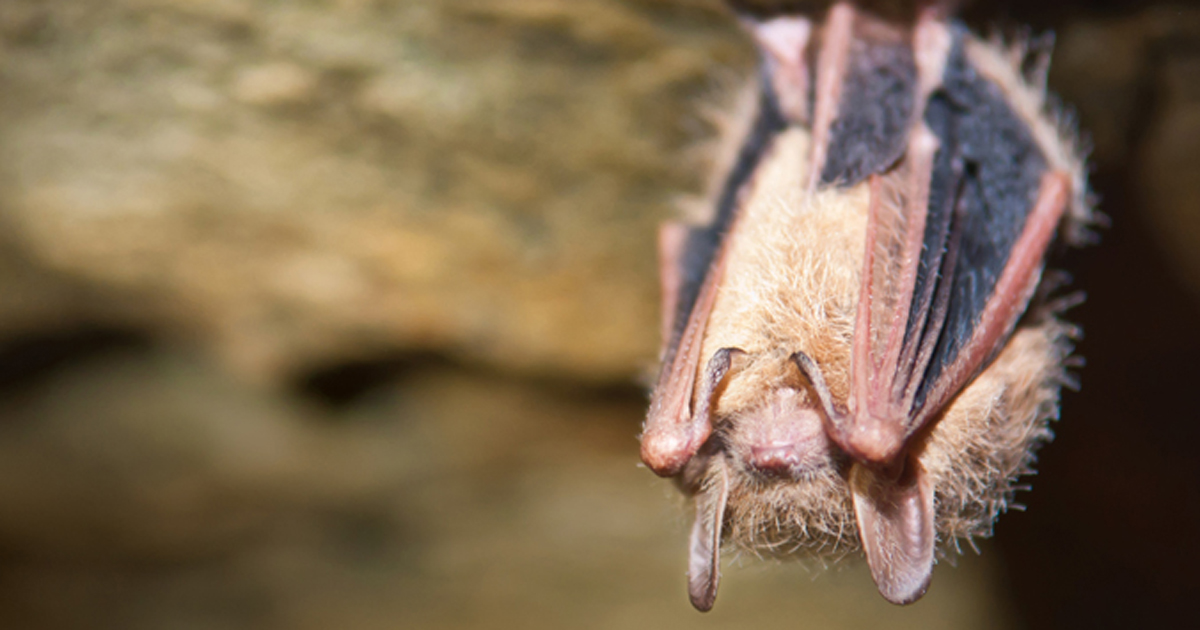 Photo of a bat