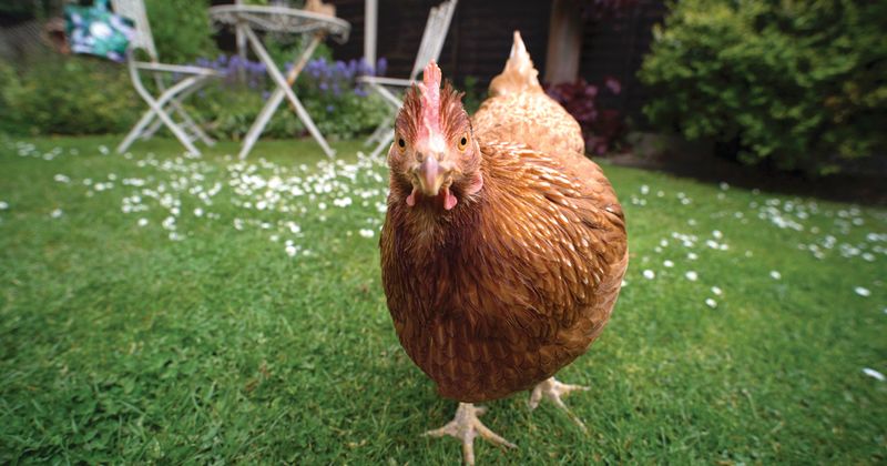 Backyard chicken