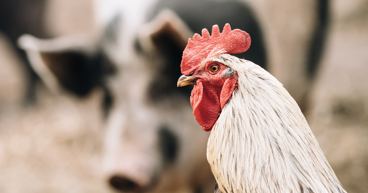 A photo of a chicken with a pig in the background