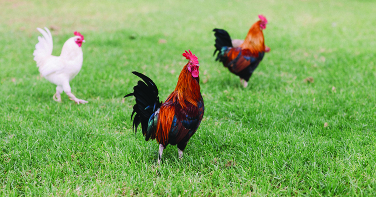 Photo of chickens