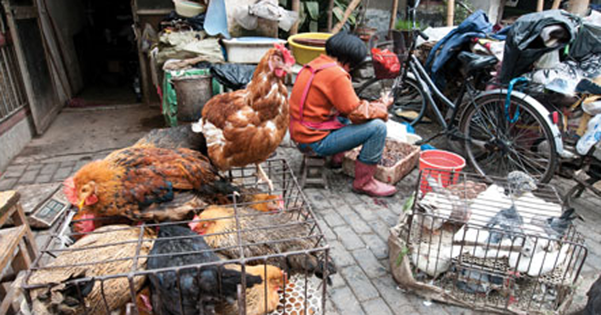 chickens in China