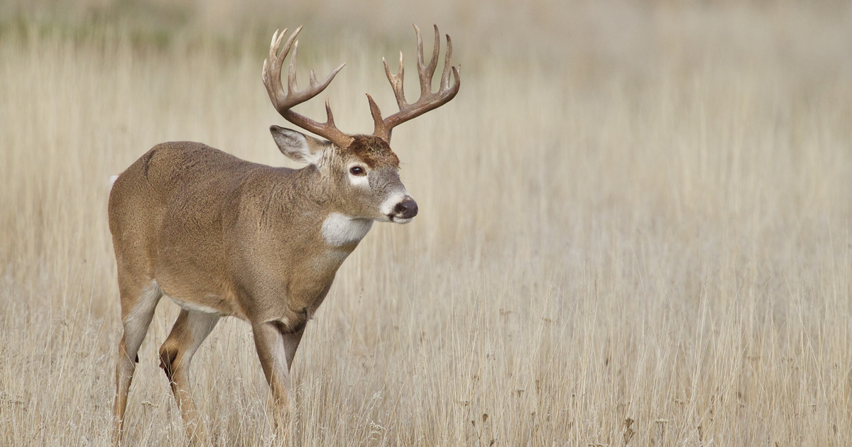 A photo of a deer