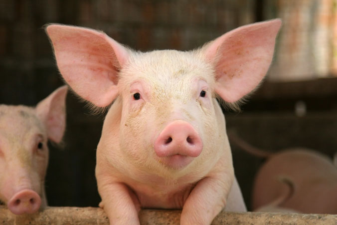 picture of a domestic pig