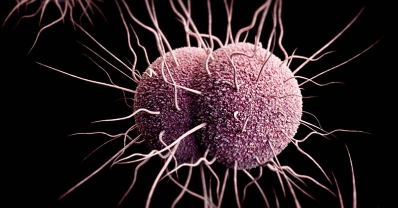 A three-dimensional computer-generated image of drug-resistant Neisseria gonorrhoeae diplococcal bacteria. 