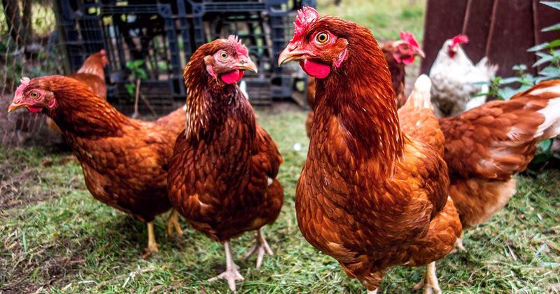 Flock of Hens Adobe Stock