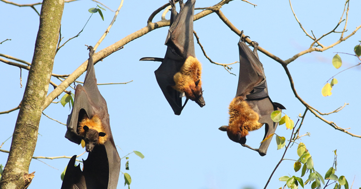 Image of fruit bats. 