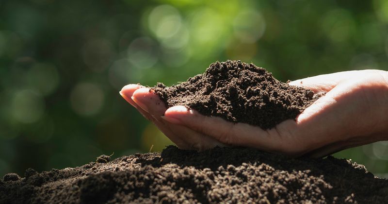 Hand holding soil