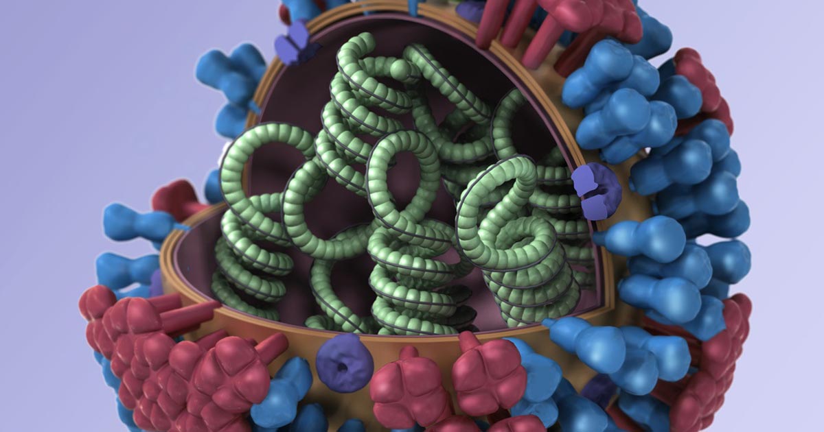 Influenza virus, credit: CDC/illustrator: Dan Higgins