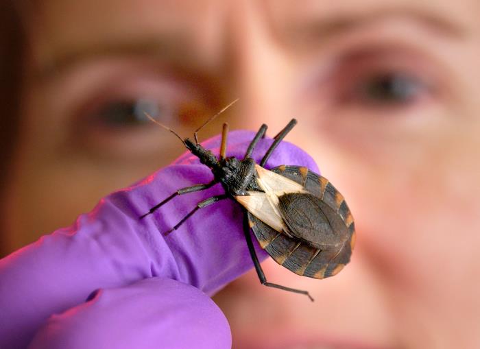 Image of kissing bug