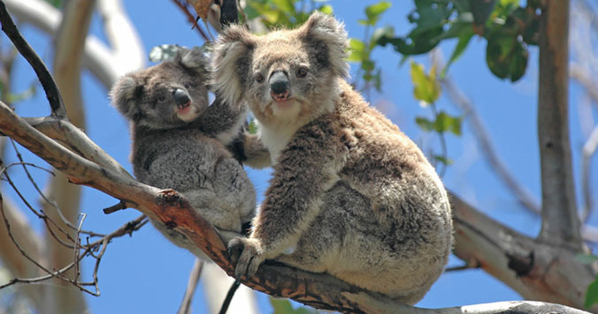 Two koalas in a tree