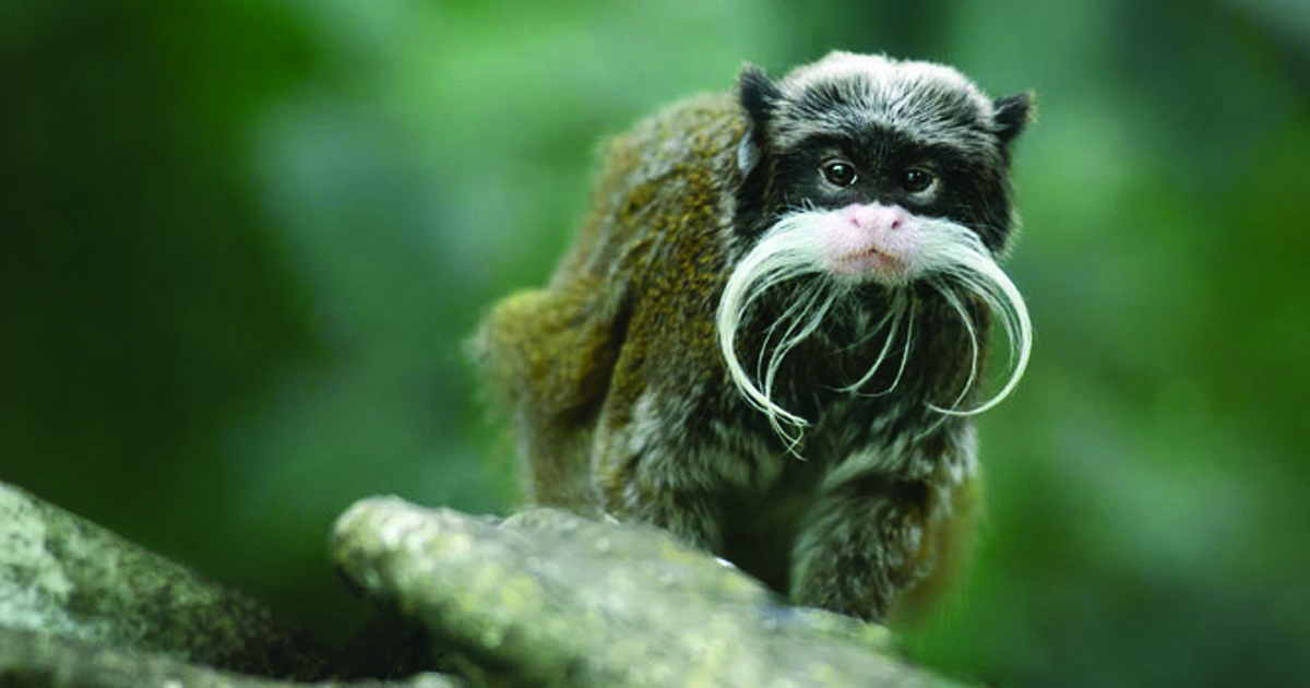 mustached monkey from Cameroon