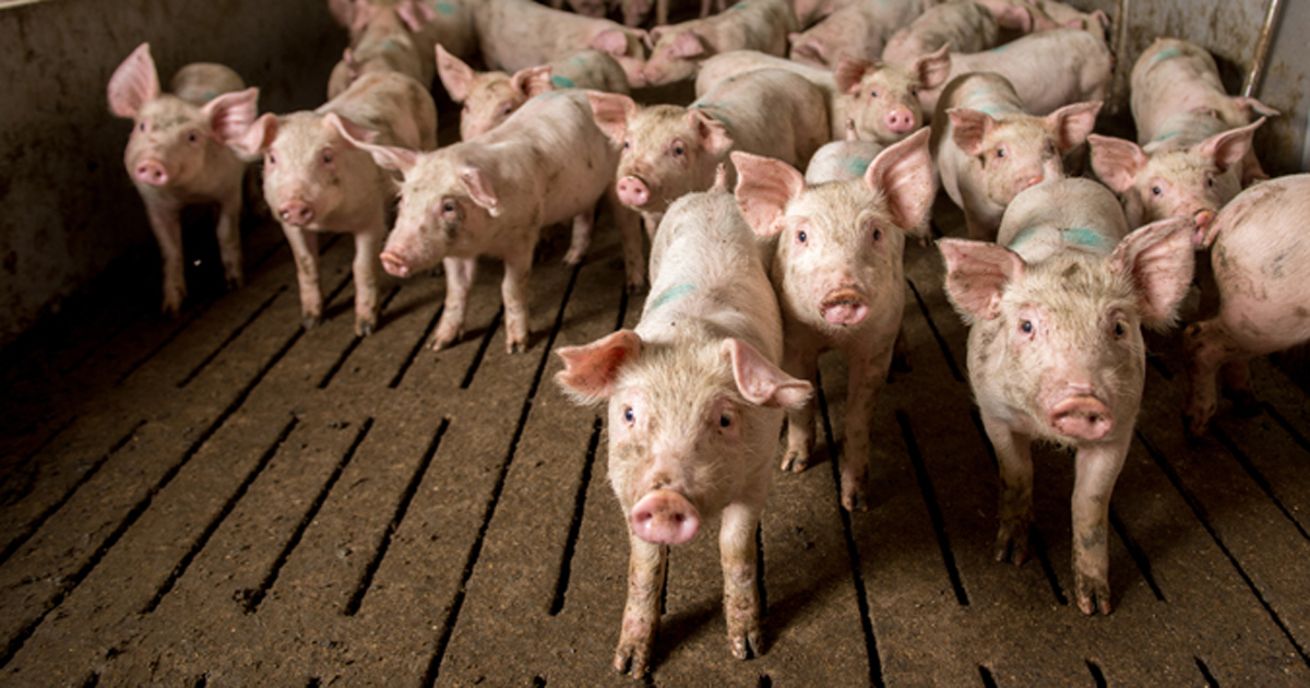 Images of pigs at a factory. 