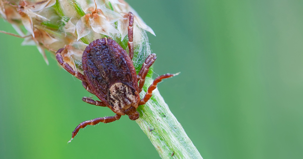 Photo of a Rocky Mountain wood tick