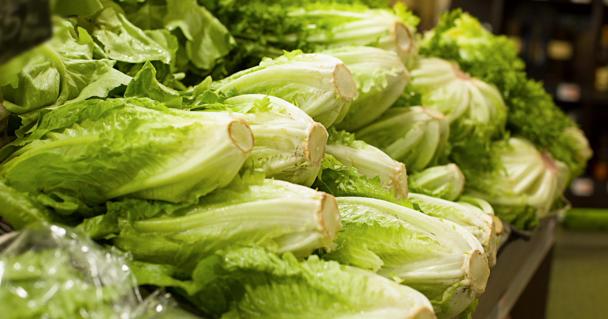 photo of romaine lettuce