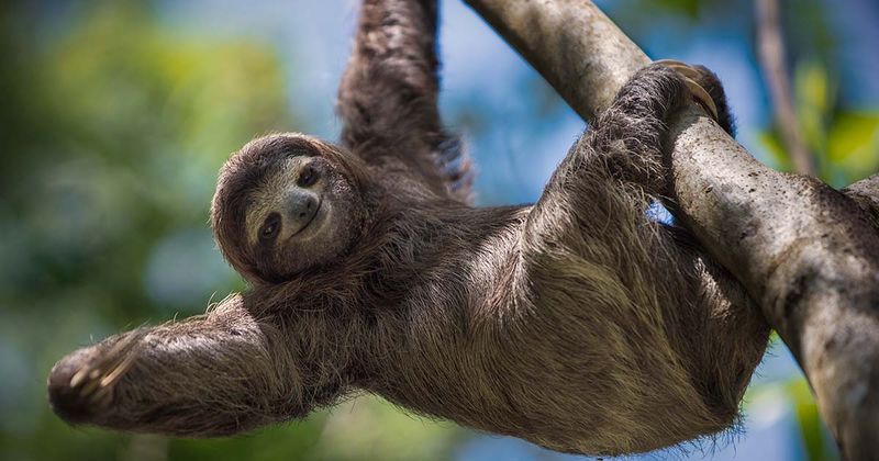 Sloth_Adobe Stock