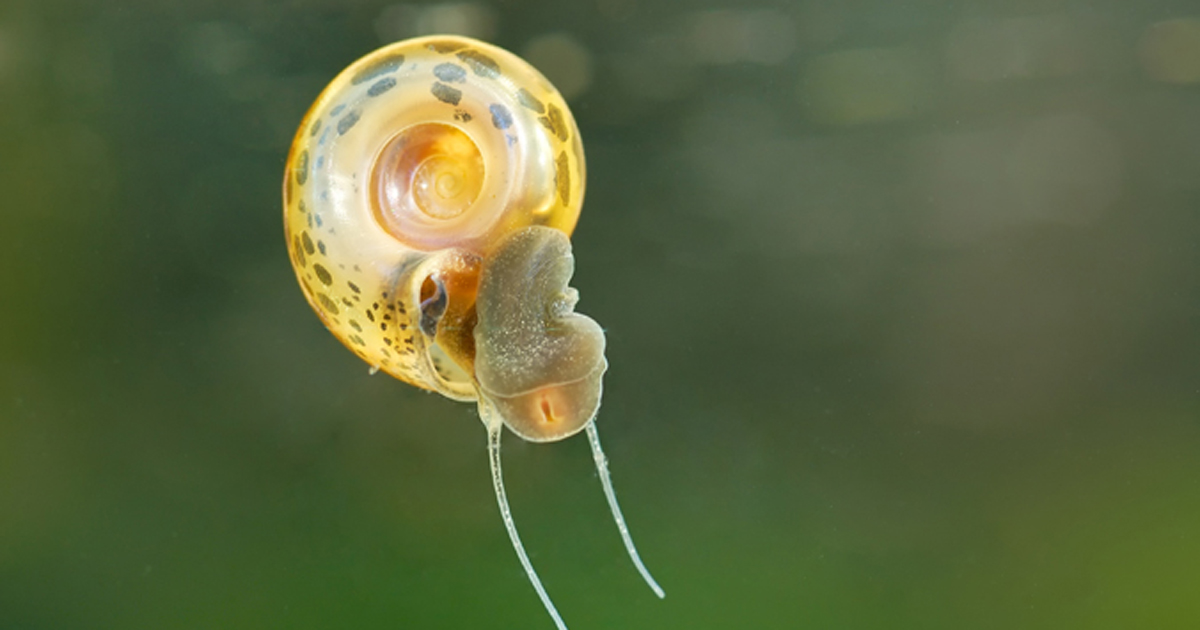 snail with Schistosomiasis