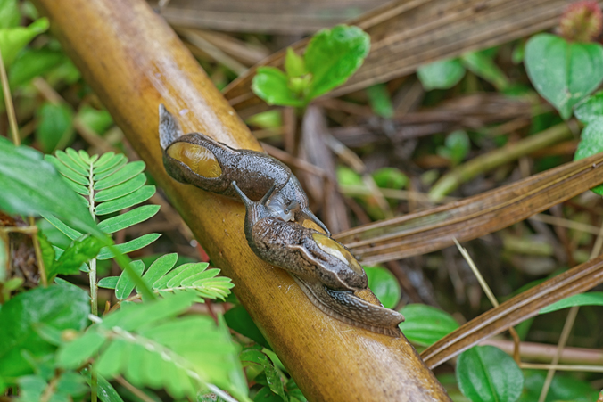 Photo of two semi-slugs mating