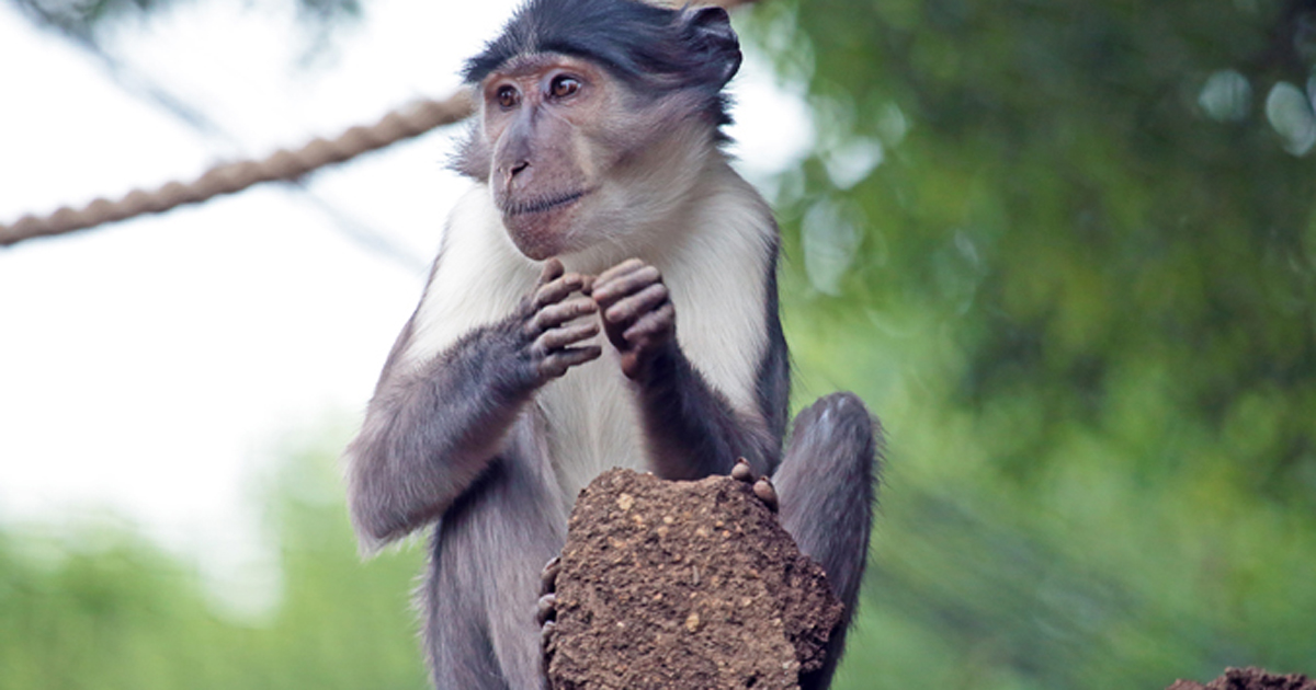 Image of a sooty mangabey