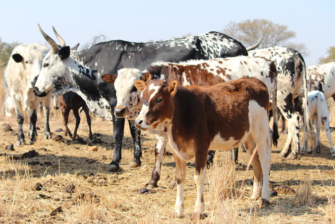 Photo of South African cattle