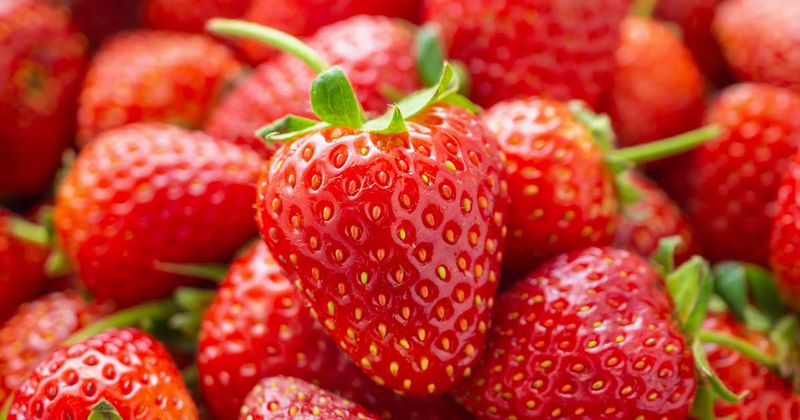 Strawberries_AdobeStock_252788993