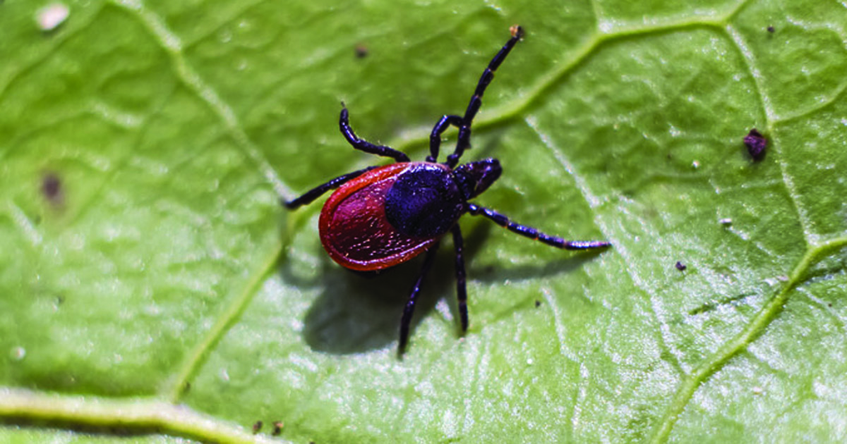 Photo of a Taiga tick