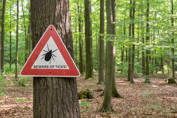 Photo of a tick wanring in the woods