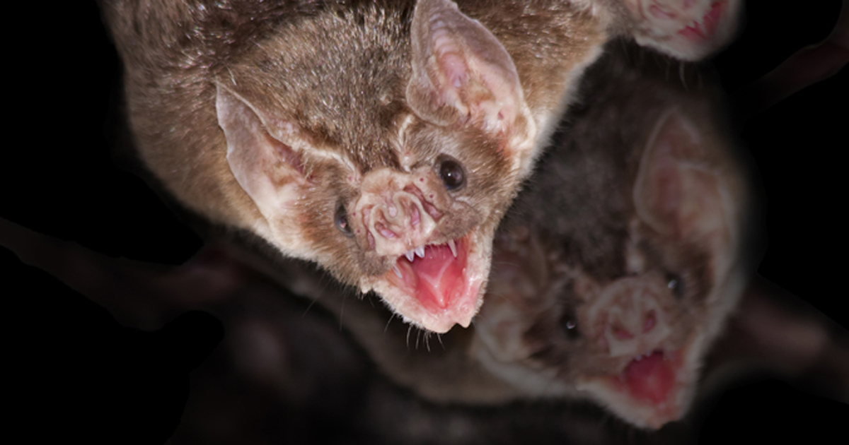 vampire bat