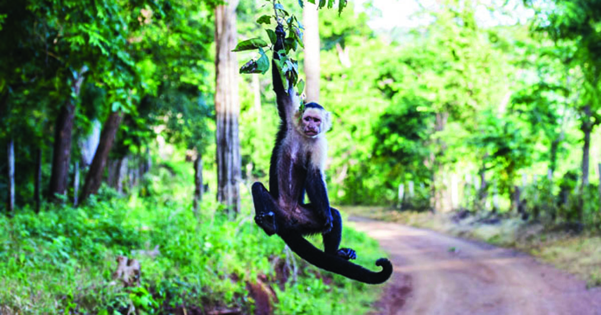 Photo of a white faced capuchin monkey