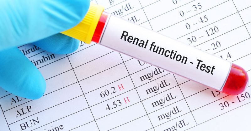 kidney function