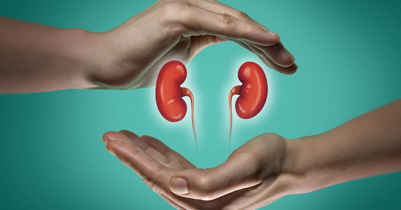 Kidneys in someone's hands