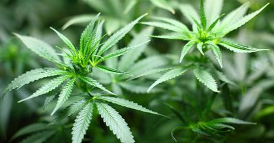 Prenatal cannabis use does not increase the risk for developmental delays in children