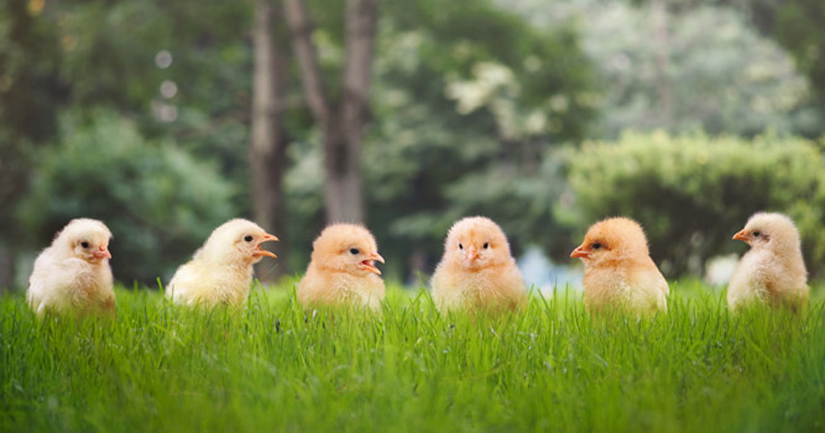 Photo of chickens in a yard