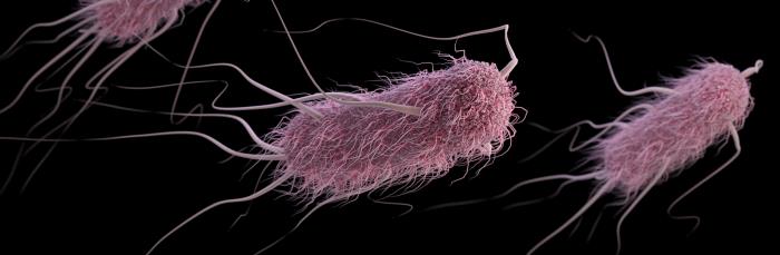 Illustration of E. coli