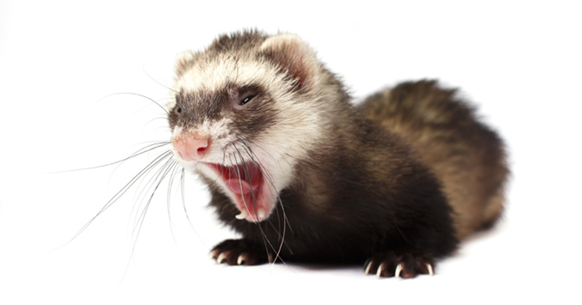 Pet ferret yawning