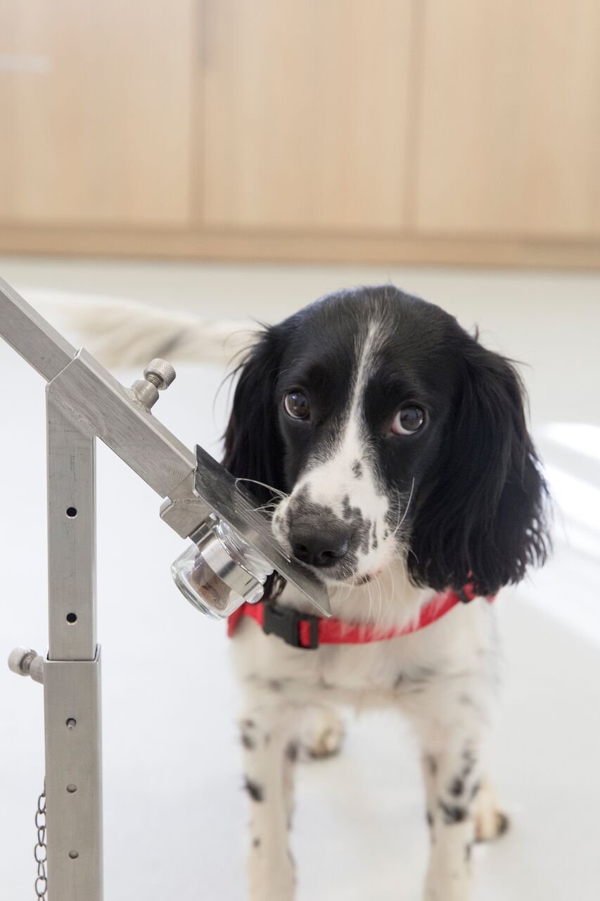 Dog smelling sock to detect malaria