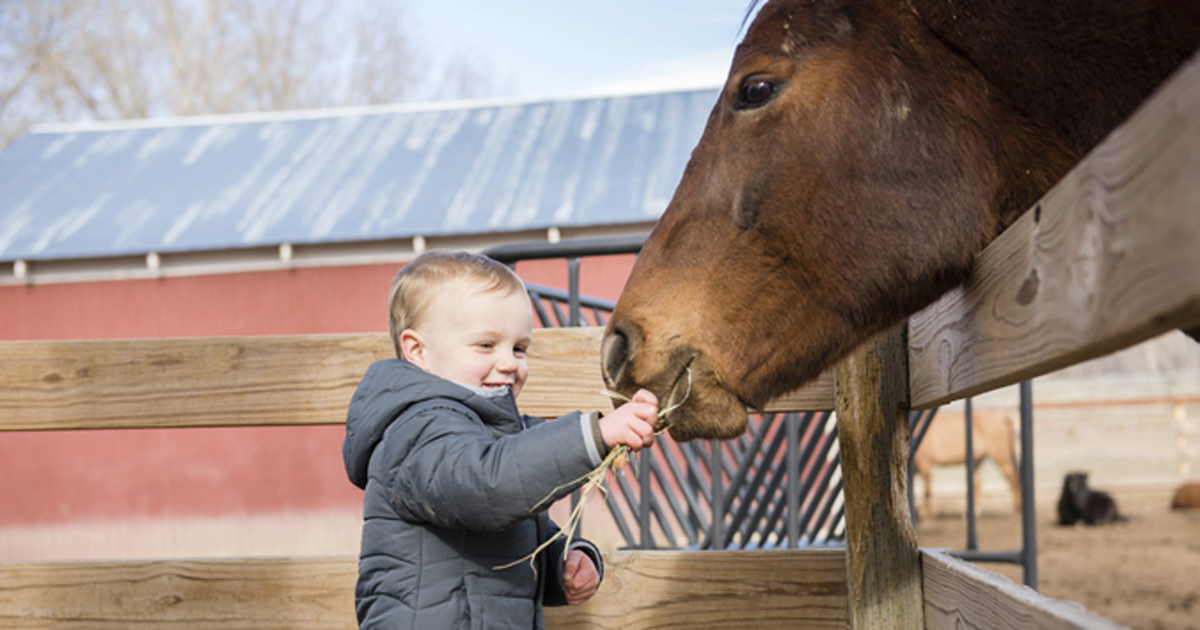 Young boy at petting zoo feeding horse