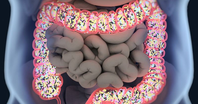 Gut bacteria microbiome