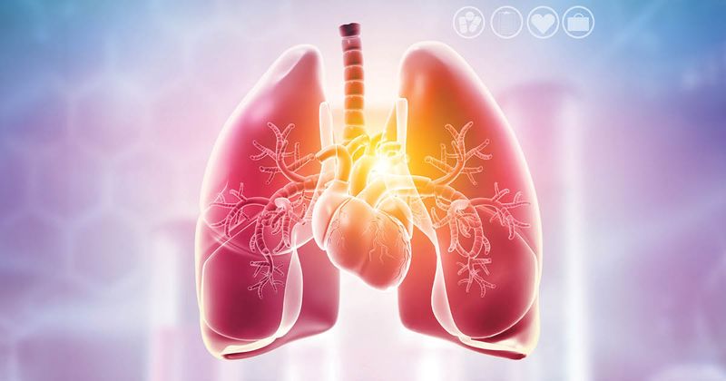 Lungs and heart anatomy