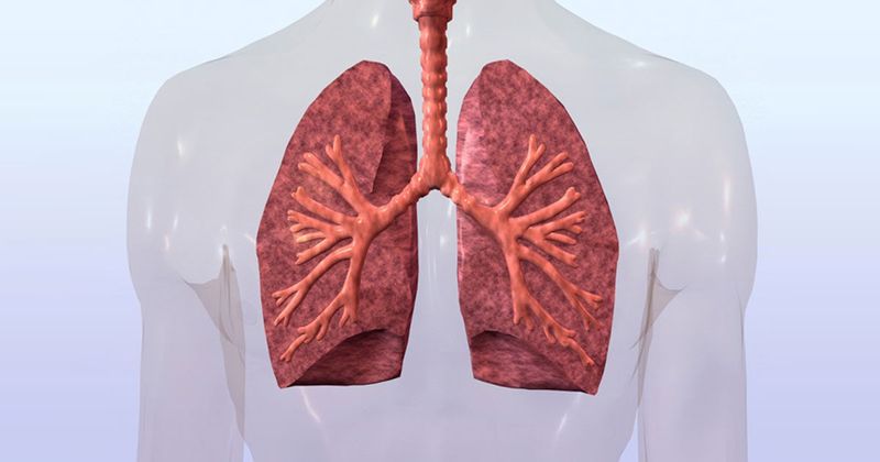 Lungs and respiratory system